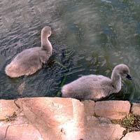 Cygnet Swans