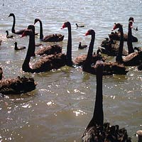 group of black swans