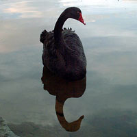 Reflection of a black swan