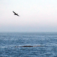 bird and whale